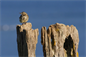 Bird-on-Driftwood