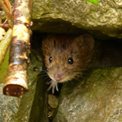 Bank Vole