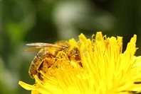 Bee coated in pollen