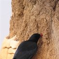 Chough looking for food