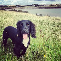 Dog on the coast