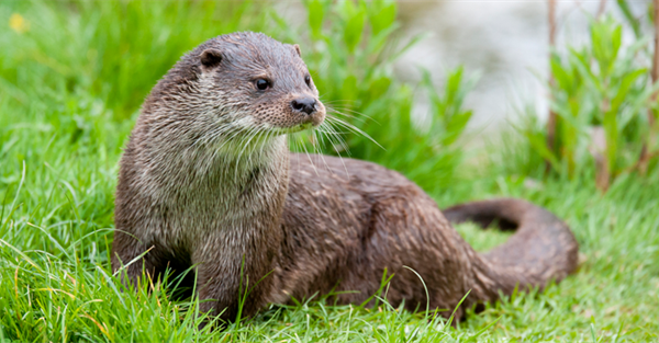 Project Otter