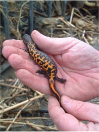 Great crested newt