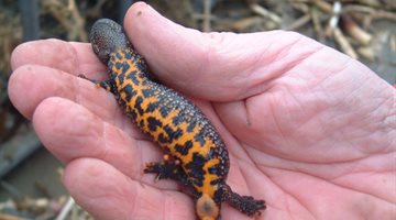 Great crested newt