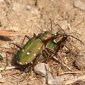 Green Beetles