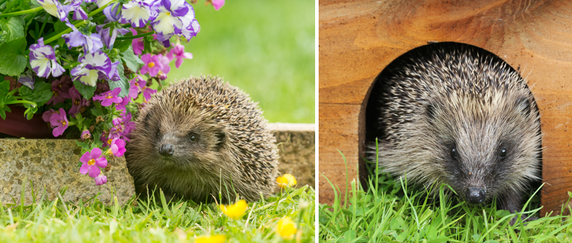 Hedgehogs