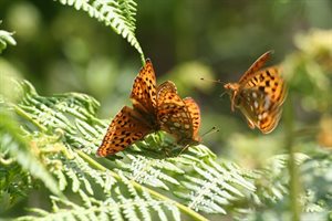 High Brown Fritilaries