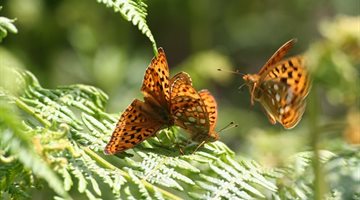 High Brown Fritilaries