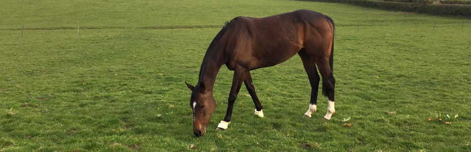 Horse-grazing-in-field