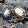 Limpets