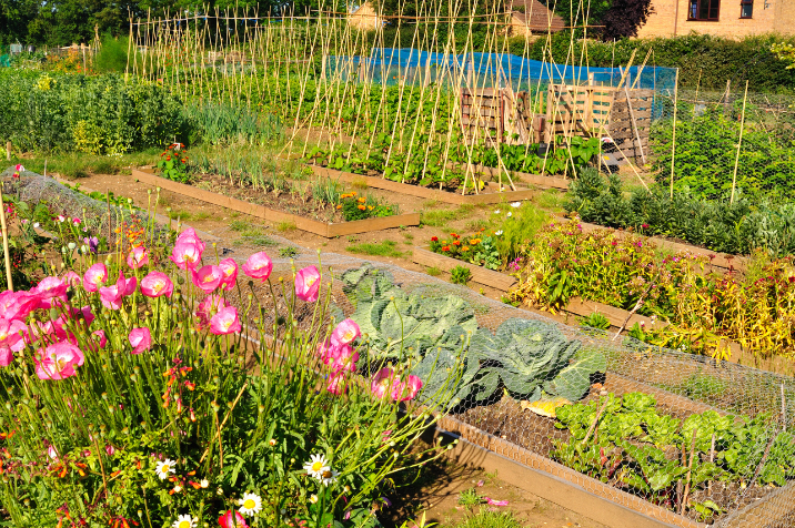 allotment watch icon