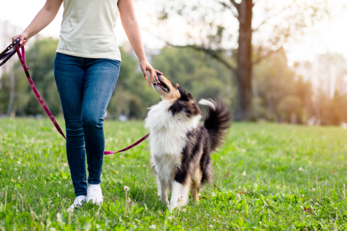 paws patrol watch icon