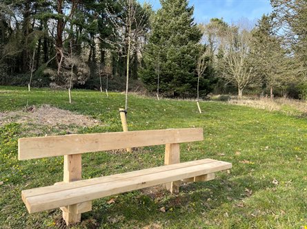 Memorial bench and trees