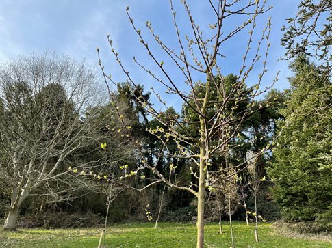 Orchard - close up of trees