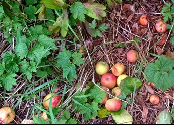 windfall fruit