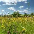 About grassland ecosystems