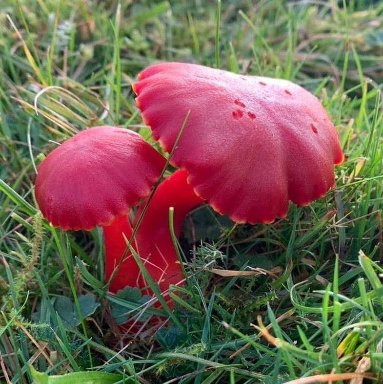 Biodiversity-Scarlet-Waxcap