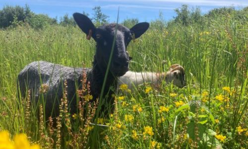 Conservation grazing in the country parks