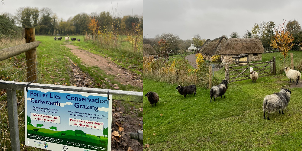 Conservation-grazing-sign