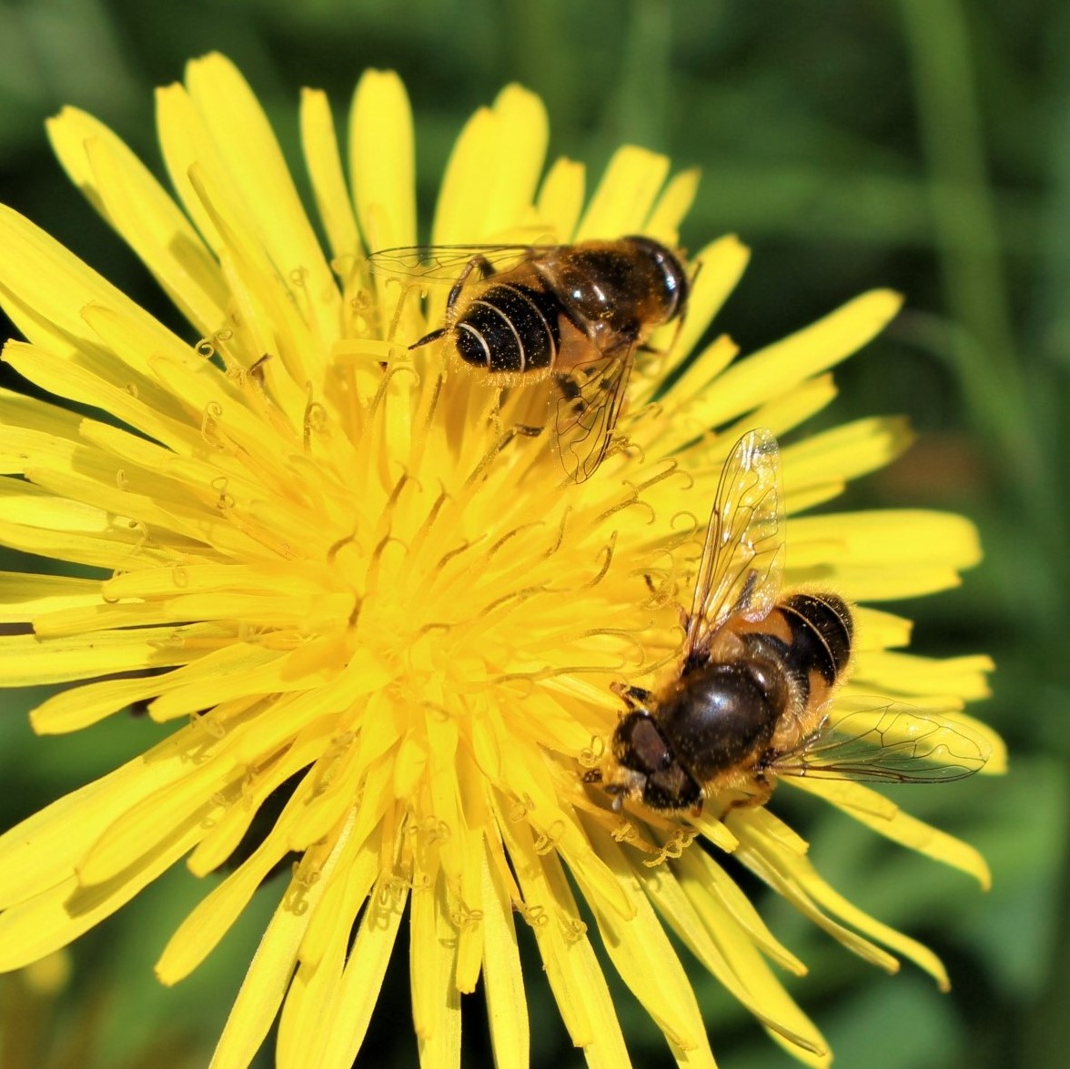 Ecosystem-Services-Hoverflies-Eristalsis-arbustorum