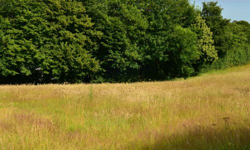 How grassland management is changing