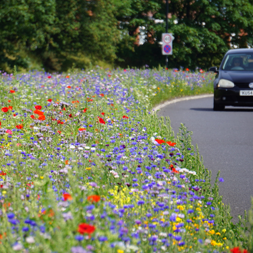 Ornamental wildflower meadow