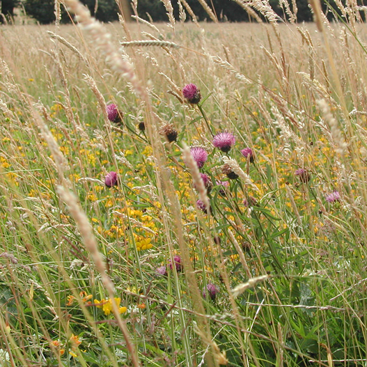 What are grassland ecosytems