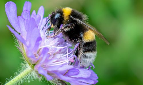 Why Grassland ecosystems are important