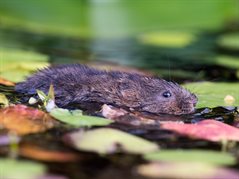 Watervole