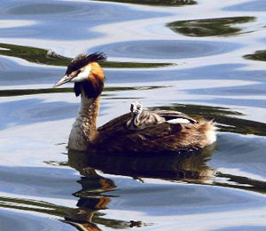 Great Crested Grebe in the water with a chick on her back