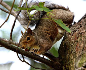 A squirrel up a tree with an acorn in his mouth