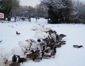 Swans and ducks stood in line in the snow feeding on corn
