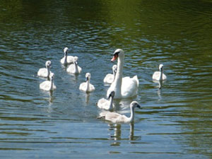 Swan on the water with her nine cygnets following