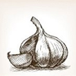 Garlic Bulb