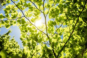 Beech Tree