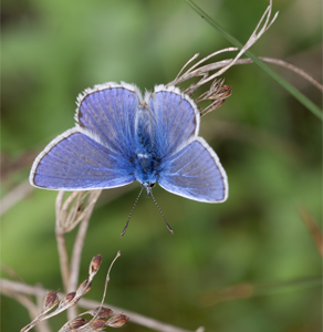 Blue-butterfly