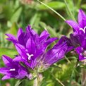 Clustered Bellflowers