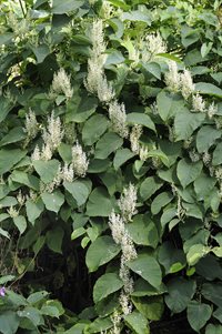 Japanese-Knotweed