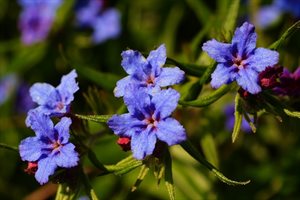 Purple gromwell