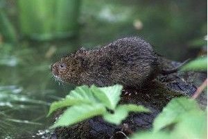 Water Vole