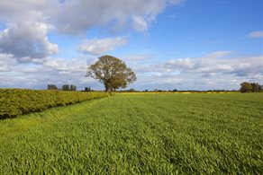 hedgerow-field-spring