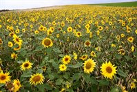 sunflowers