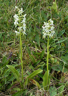 Butterfly Orchid