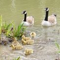 Canada-geese-with-6-chicks---Copy