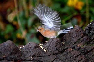 Robin landing