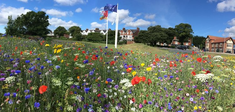 Garden of Friendship - Parade Gardens wildflowers 022017