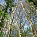 Trees in Porthkerry