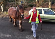 Steve Hunt with shire horse