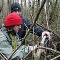 volunteers putting out dormouse tubes