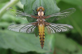 broad bodied chaser